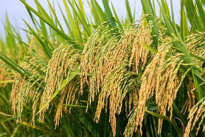 Nhiều tiến bộ trong cây trồng chỉnh sửa gen trên thế giới- Ảnh 1. Nhiều tiến bộ trong cây trồng chỉnh sửa gen trên thế giới- Ảnh 1.