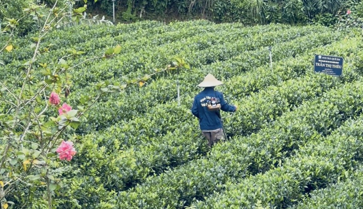 "Đệ nhất danh trà" Thái Nguyên trước thời cơ trở thành ngành hàng tỷ USD- Ảnh 1. "Đệ nhất danh trà" Thái Nguyên trước thời cơ trở thành ngành hàng tỷ USD- Ảnh 1.