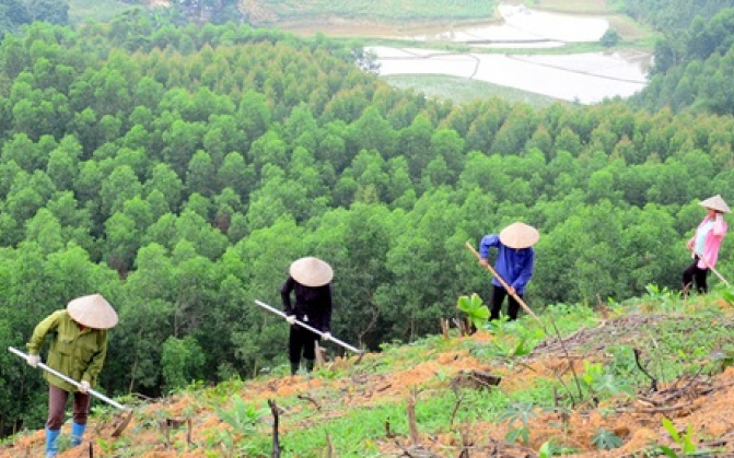 Quy định quy trình kỹ thuật giao rừng, cho thuê rừng