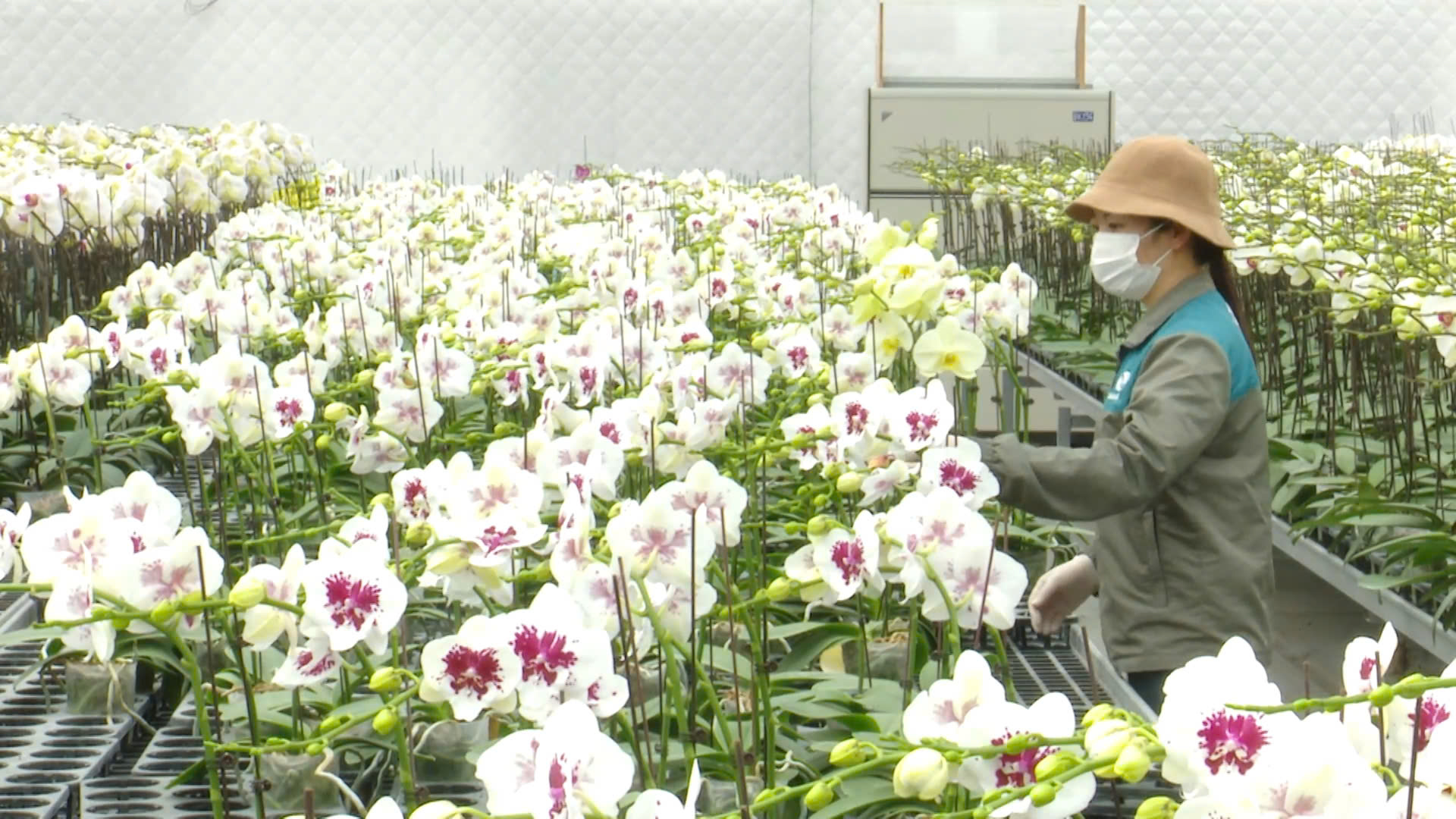 Đan Phượng - Phát triển nông thôn mới kiểu mẫu gắn với lộ trình đô thị văn minh- Ảnh 2.