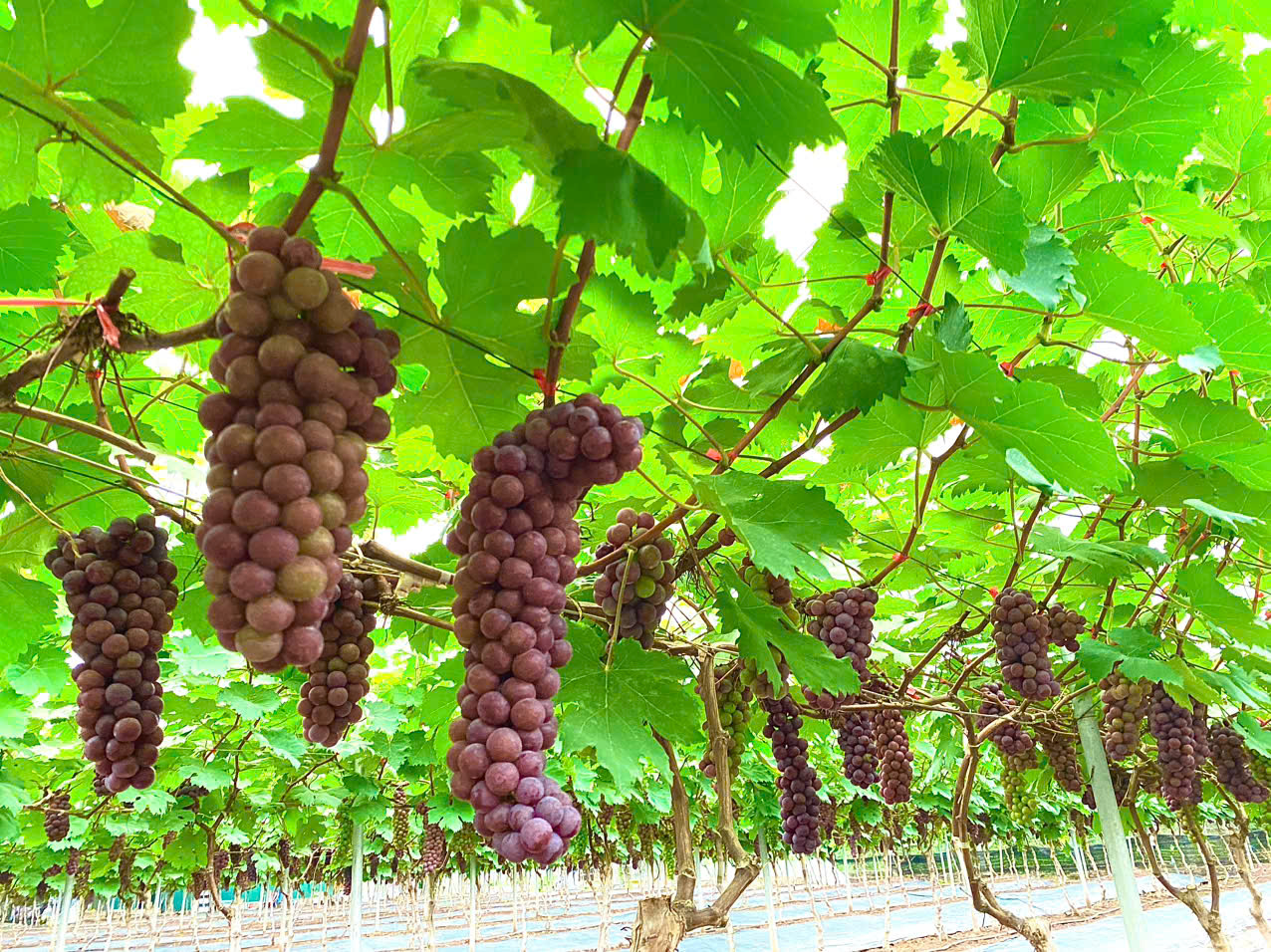 Phát triển sản phẩm OCOP từ vùng đất bãi- Ảnh 1. Phát triển sản phẩm OCOP từ vùng đất bãi- Ảnh 1.