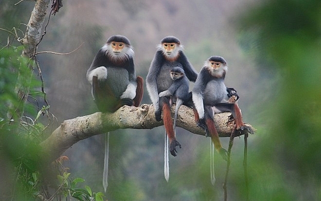 Quản lý loài nguy cấp, quý, hiếm