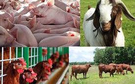 Danh mục động vật, sản phẩm động vật trên cạn thuộc diện phải kiểm dịch, miễn kiểm dịch