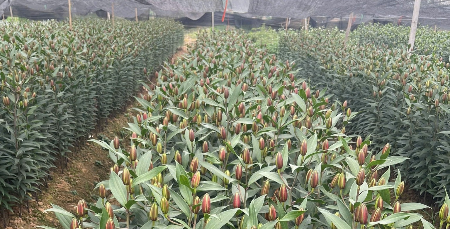 Nhà vườn chuẩn bị nguồn hoa phục vụ Tết Nguyên đán 2026- Ảnh 2.