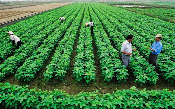 Gia hạn sử dụng đất được thực hiện khi nào?