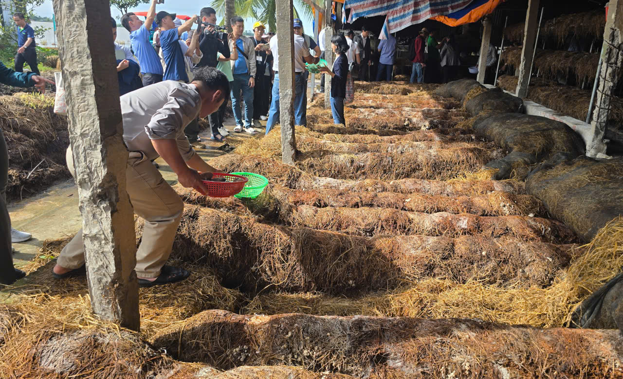 Kinh tế tuần hoàn từ rơm rạ mở lối cho nông nghiệp phát thải thấp- Ảnh 2.