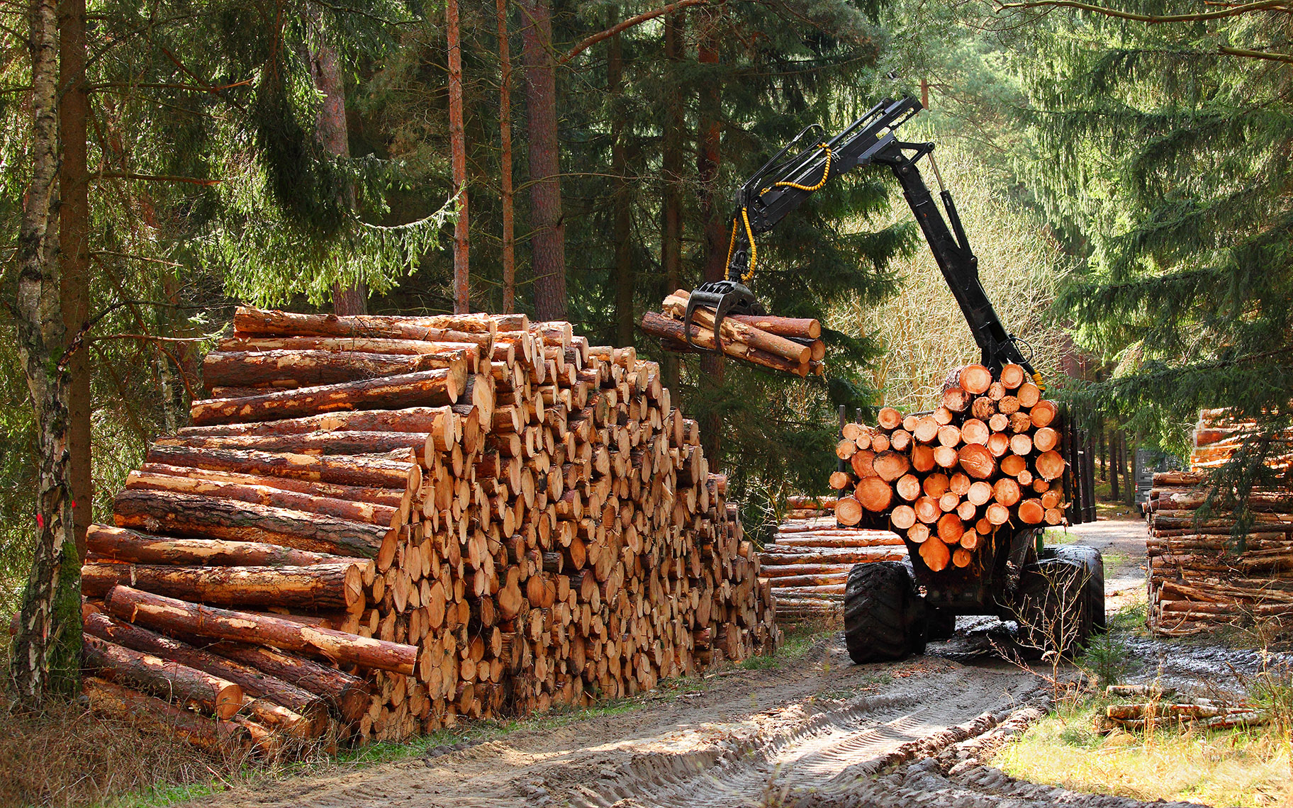 Hướng dẫn tính nộp thuế mặt hàng lâm sản đã sơ chế