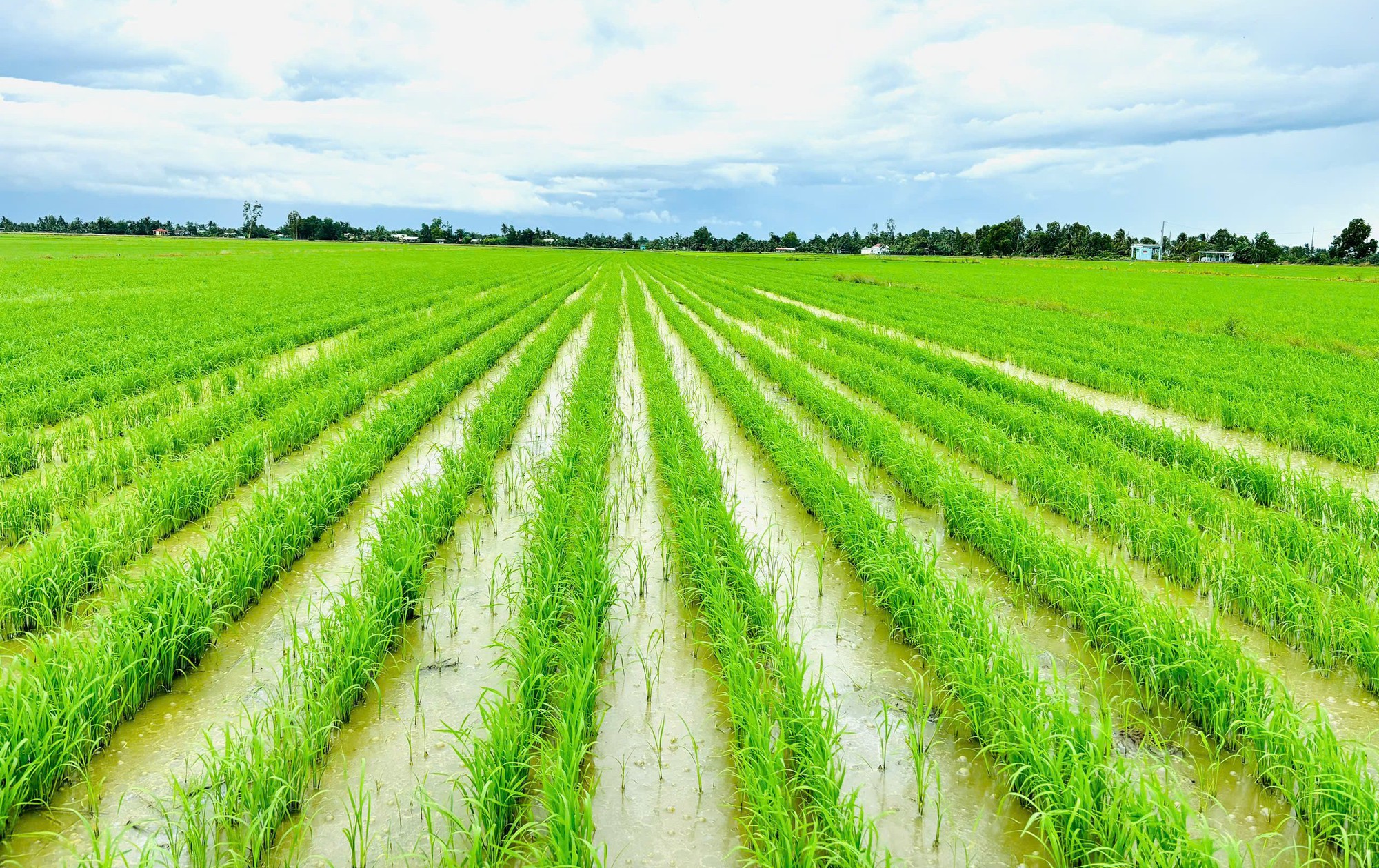 Vai trò tiên phong của ASEAN trong nông nghiệp xanh, phát thải thấp- Ảnh 2.