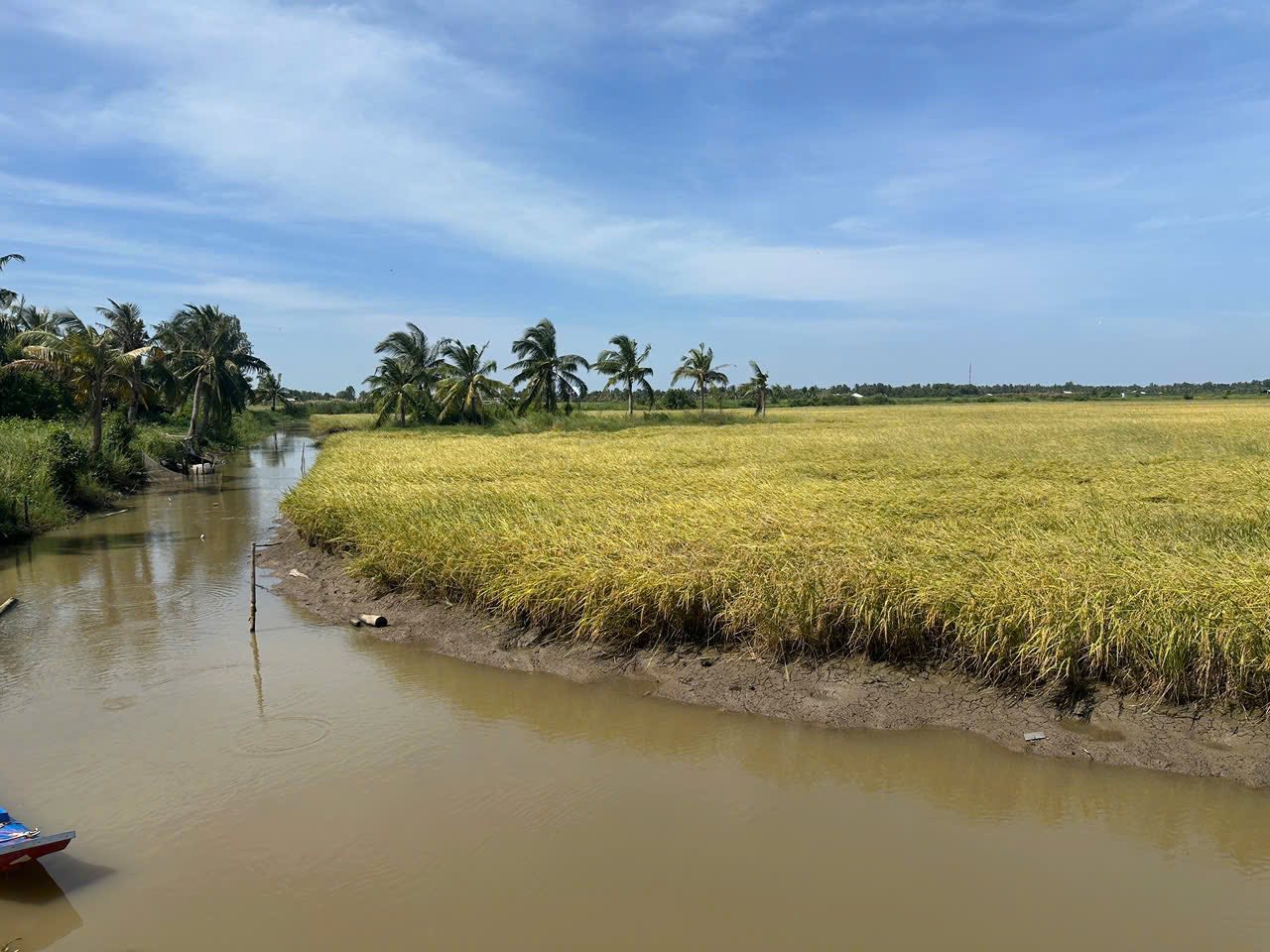 Hướng đi chiến lược của ngành lúa gạo năm 2026- Ảnh 1.