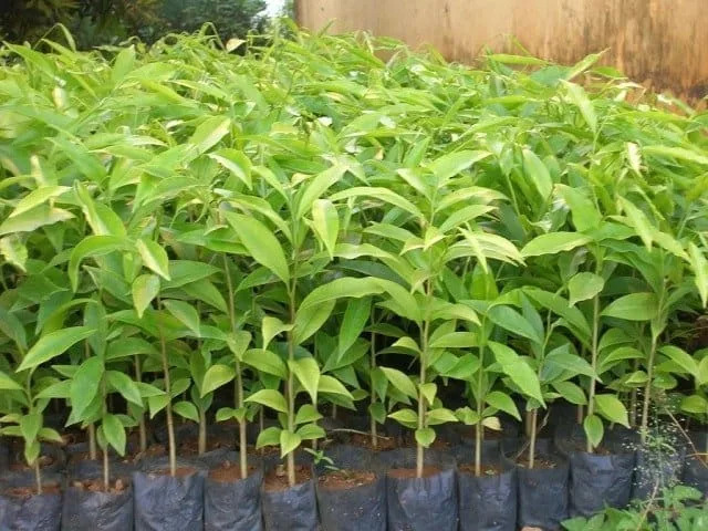 Cây mang theo bầu đất nhập khẩu vào Việt Nam bắt buộc phải có giấy phép kiểm dịch- Ảnh 1.