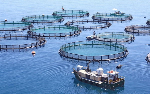 Điều kiện, trình tự thủ tục cấp phép nuôi trồng thủy sản