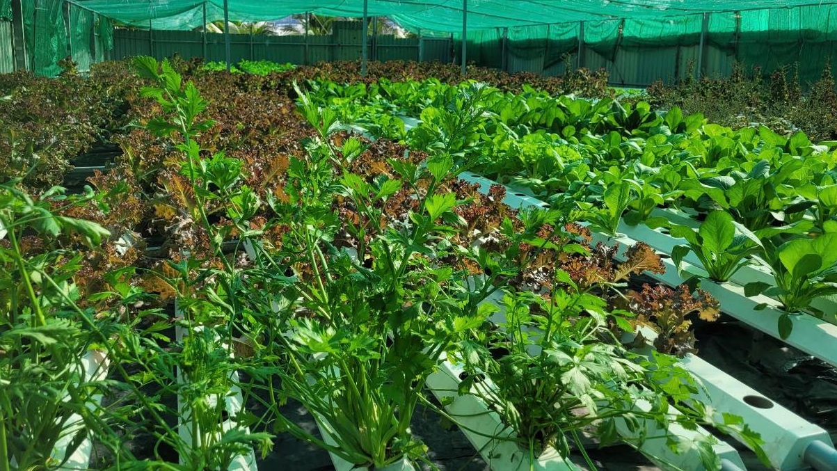 Vụ đông xuân 2025–2026: Vừa lấy nước, vừa chống rét để bảo đảm sản lượng gần 13 triệu tấn lúa- Ảnh 1.