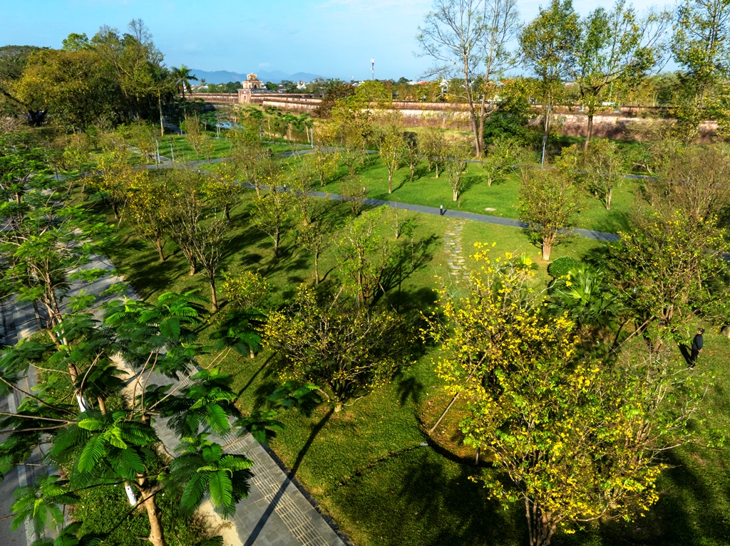 Vườn hoàng mai bung nở 'nhuộm vàng' không gian Di sản Huế- Ảnh 7. Vườn hoàng mai bung nở 'nhuộm vàng' không gian Di sản Huế- Ảnh 7.