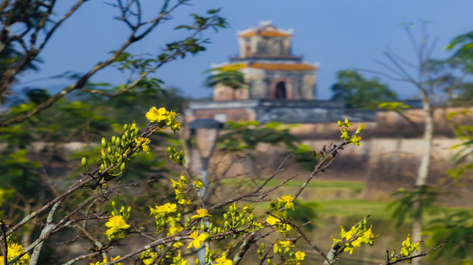 Vườn hoàng mai bung nở 'nhuộm vàng' không gian Di sản Huế- Ảnh 2. Vườn hoàng mai bung nở 'nhuộm vàng' không gian Di sản Huế- Ảnh 2.