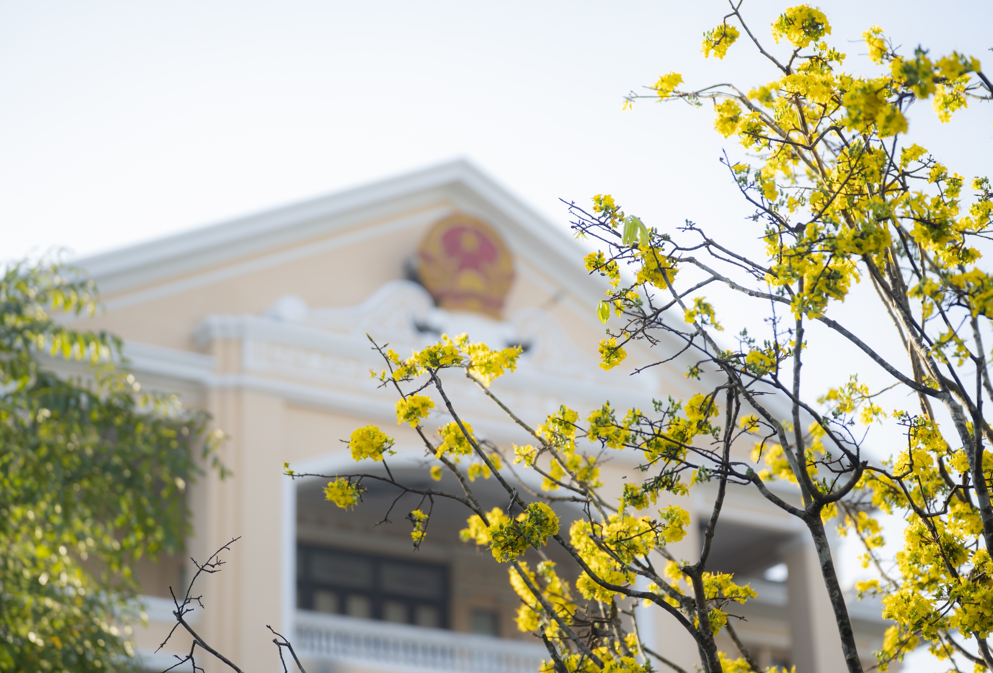 Vườn hoàng mai bung nở 'nhuộm vàng' không gian Di sản Huế- Ảnh 3. Vườn hoàng mai bung nở 'nhuộm vàng' không gian Di sản Huế- Ảnh 3.