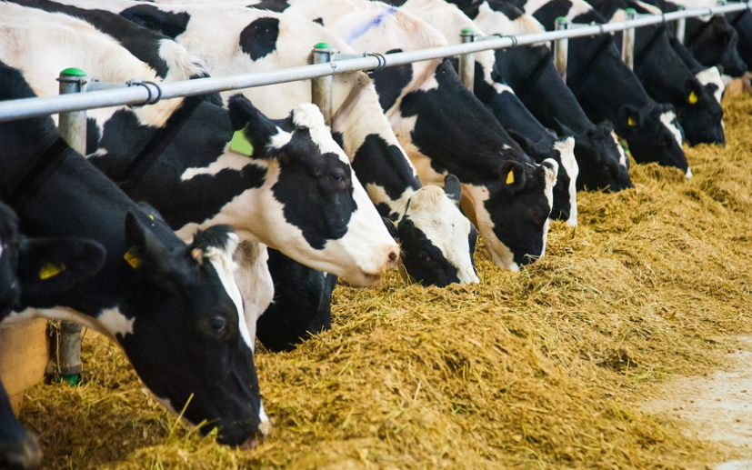 Chỉ đạo, điều hành của Chính phủ, Thủ tướng Chính phủ ngày 27/1/2026 (1)