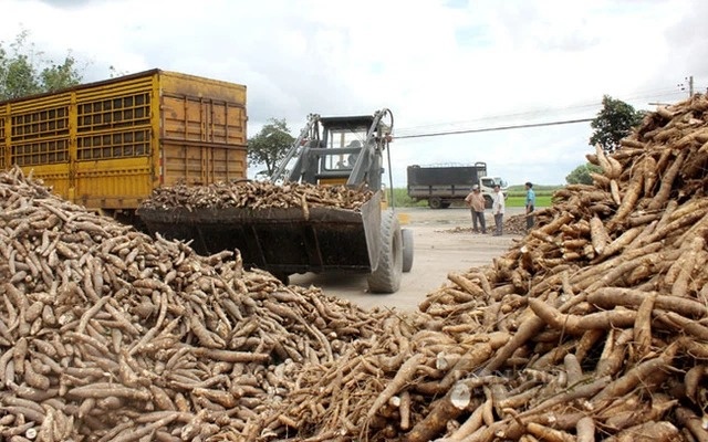 Chuỗi cung ứng sắn còn nhiều thách thức- Ảnh 1. Chuỗi cung ứng sắn còn nhiều thách thức- Ảnh 1.