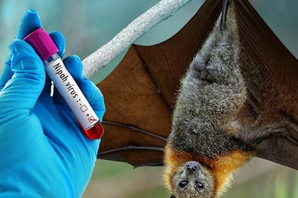 Phòng chống dịch bệnh do virus Nipah ngay tại các cửa khẩu- Ảnh 1.