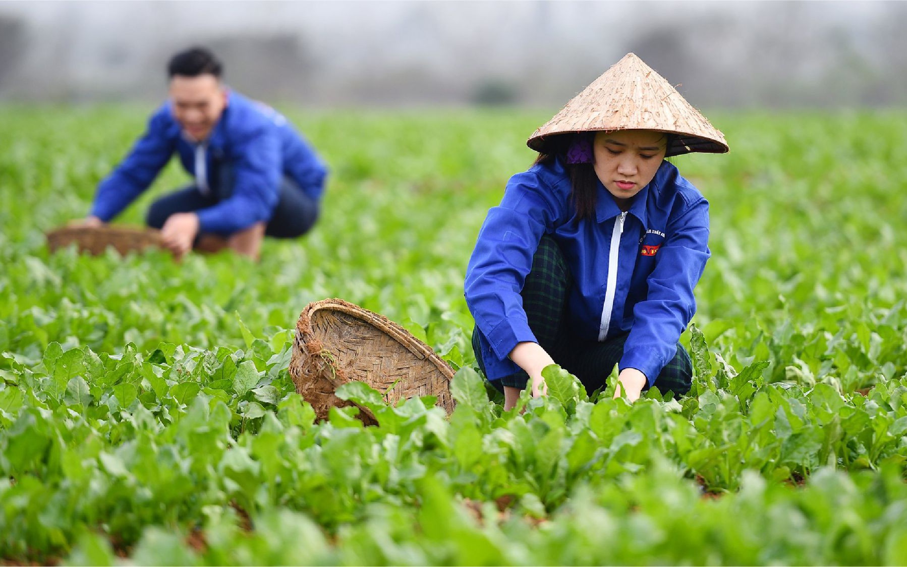 Cơ chế phát triển sản xuất liên kết theo chuỗi giá trị