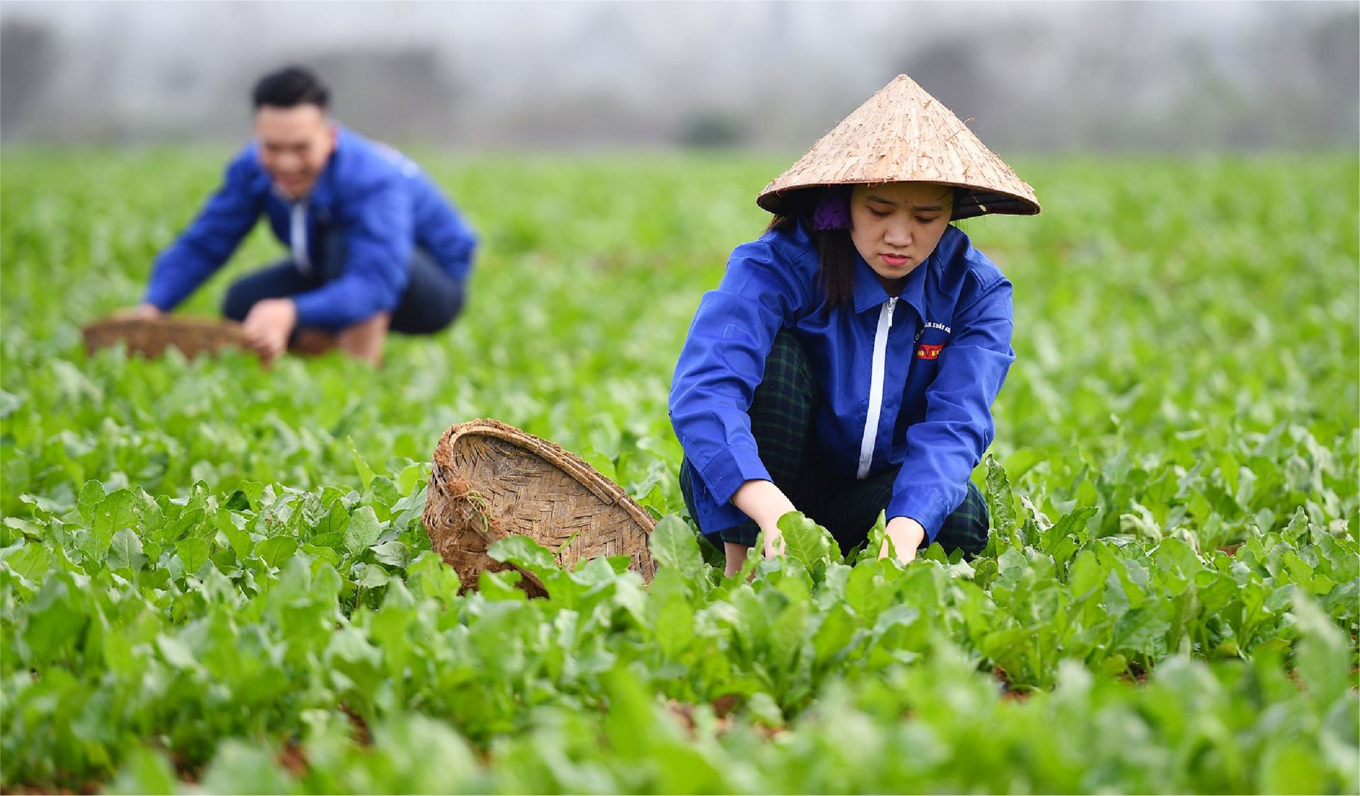 Cơ chế phát triển sản xuất liên kết theo chuỗi giá trị- Ảnh 1.