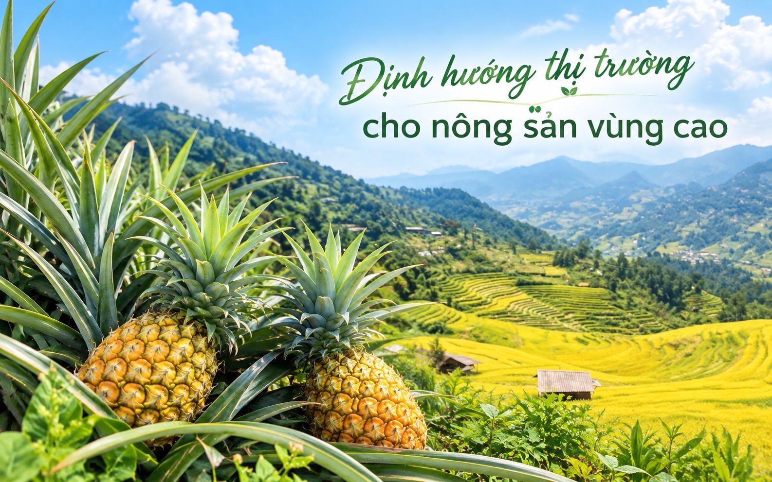 Định hướng thị trường cho nông sản vùng cao- Ảnh 1.
