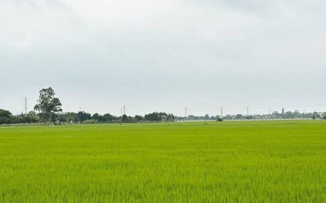 Thu hồi ruộng đứng tên chồng, vợ có được hỗ trợ chuyển đổi nghề?