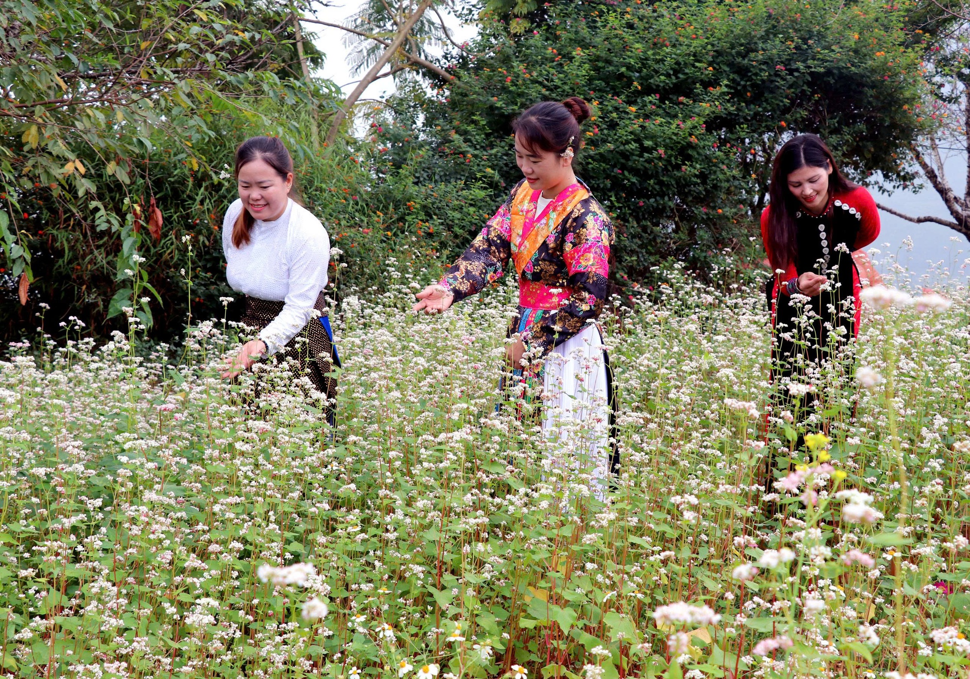 Khai mạc Lễ hội hoa Tam giác mạch lần thứ XII: Mang đến không gian nghệ thuật đặc sắc - Ảnh 2.