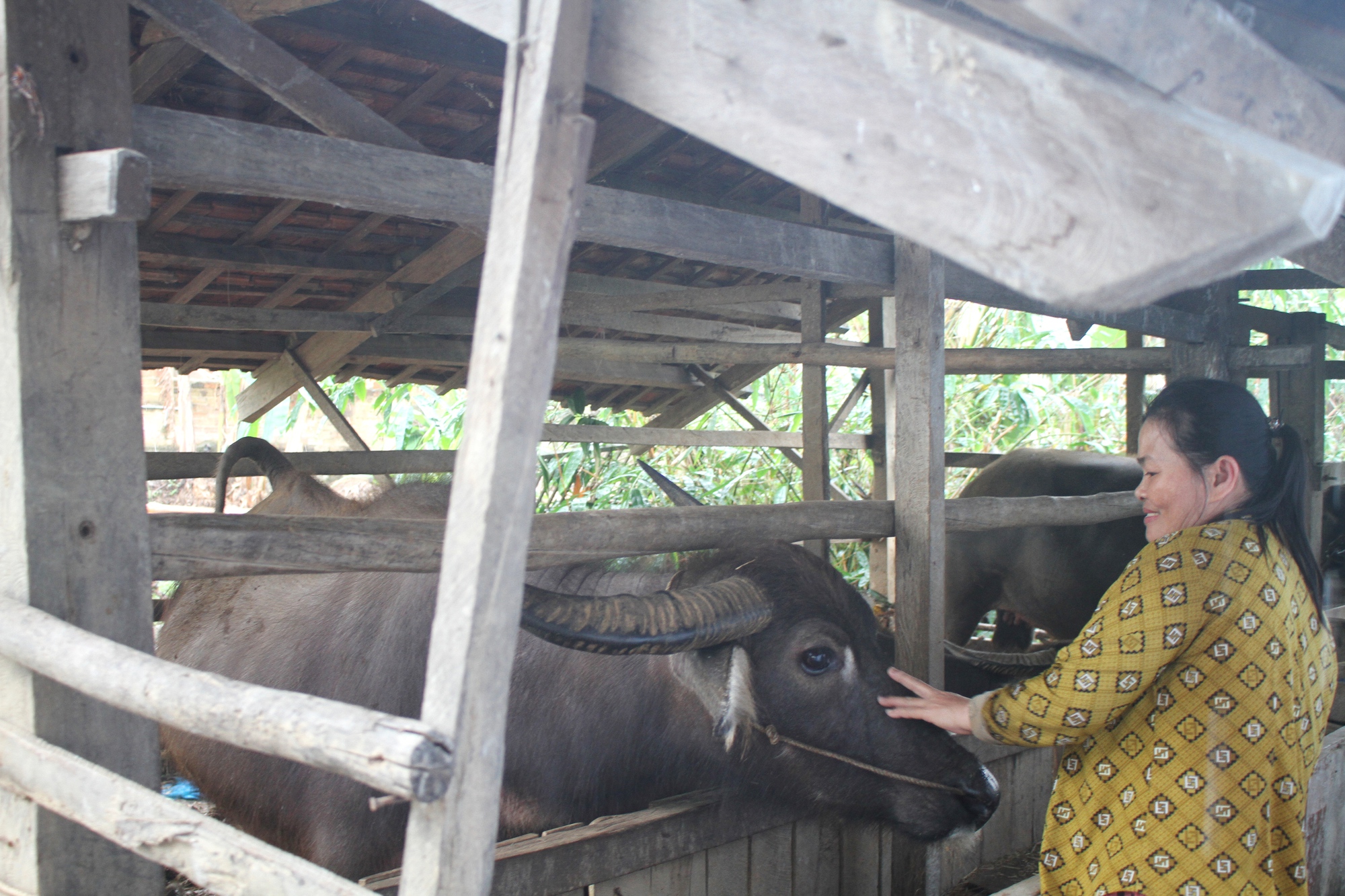 'Rốn lũ' Hòa Thịnh: Miền xanh hy vọng đã nảy mầm- Ảnh 6. 'Rốn lũ' Hòa Thịnh: Miền xanh hy vọng đã nảy mầm- Ảnh 6.