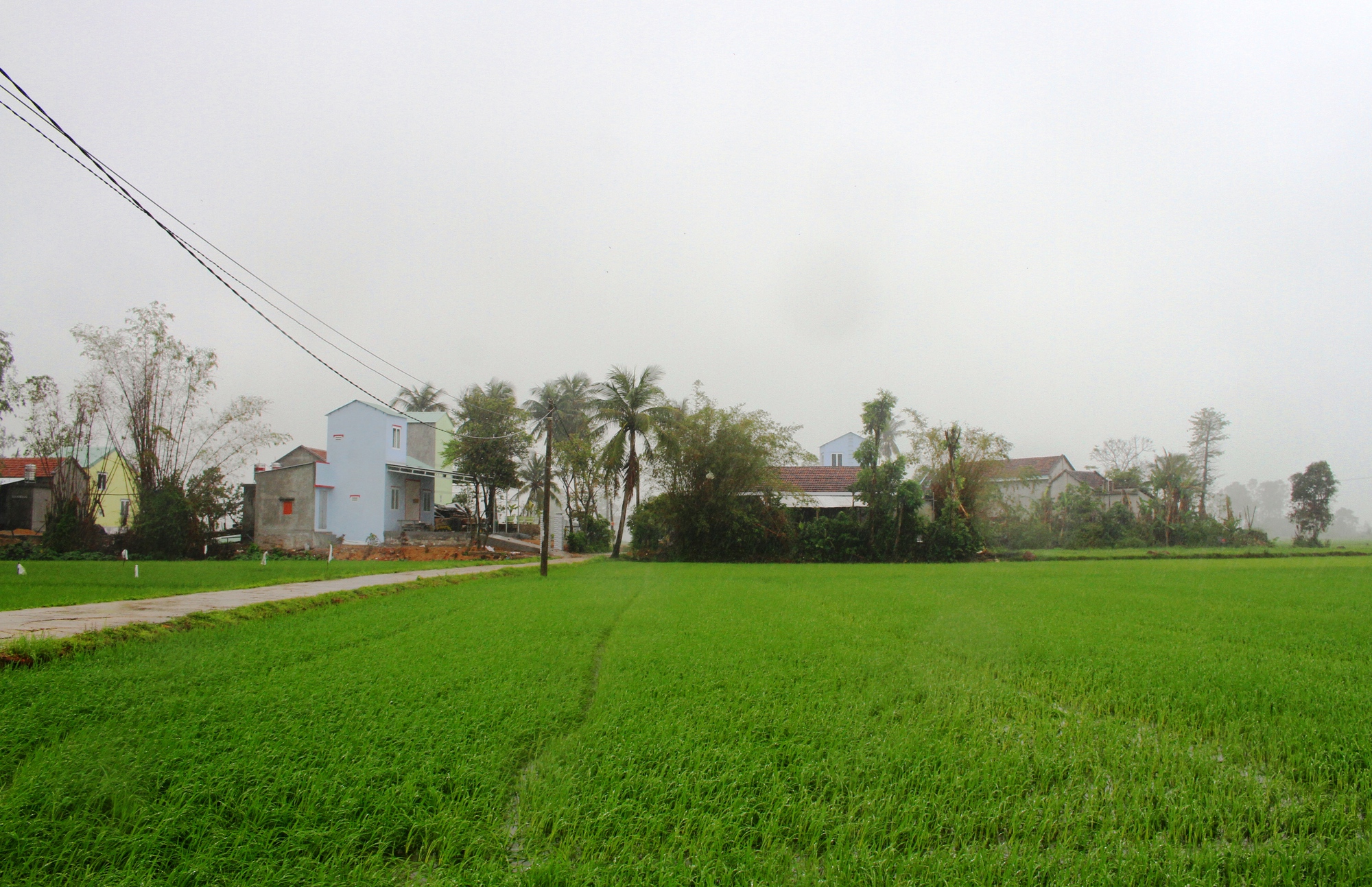 'Rốn lũ' Hòa Thịnh: Miền xanh hy vọng đã nảy mầm- Ảnh 1. 'Rốn lũ' Hòa Thịnh: Miền xanh hy vọng đã nảy mầm- Ảnh 1.