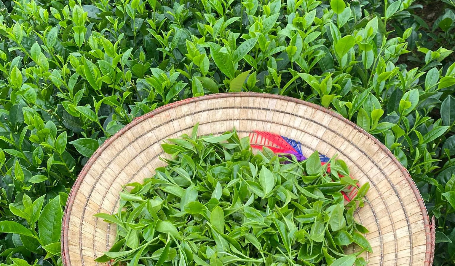 Xuất khẩu chè: Nâng chuẩn chất lượng, kiến tạo giá trị- Ảnh 1.