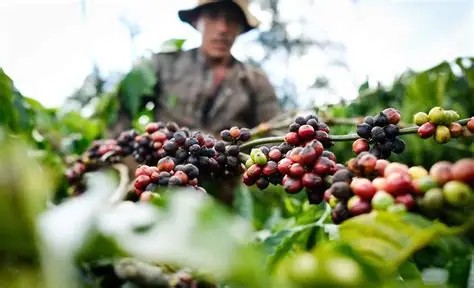 Kêu gọi doanh nghiệp chia sẻ khó khăn với nông dân trước biến động toàn cầu- Ảnh 1.