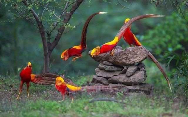 Nuôi chim trĩ làm cảnh, sinh sản: Quy định về thủ tục và nguồn gốc