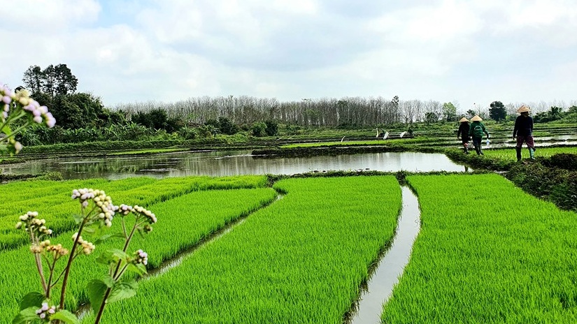 Sản xuất lúa giảm phát thải: Thay đổi từ những cánh đồng Bắc bộ- Ảnh 1.