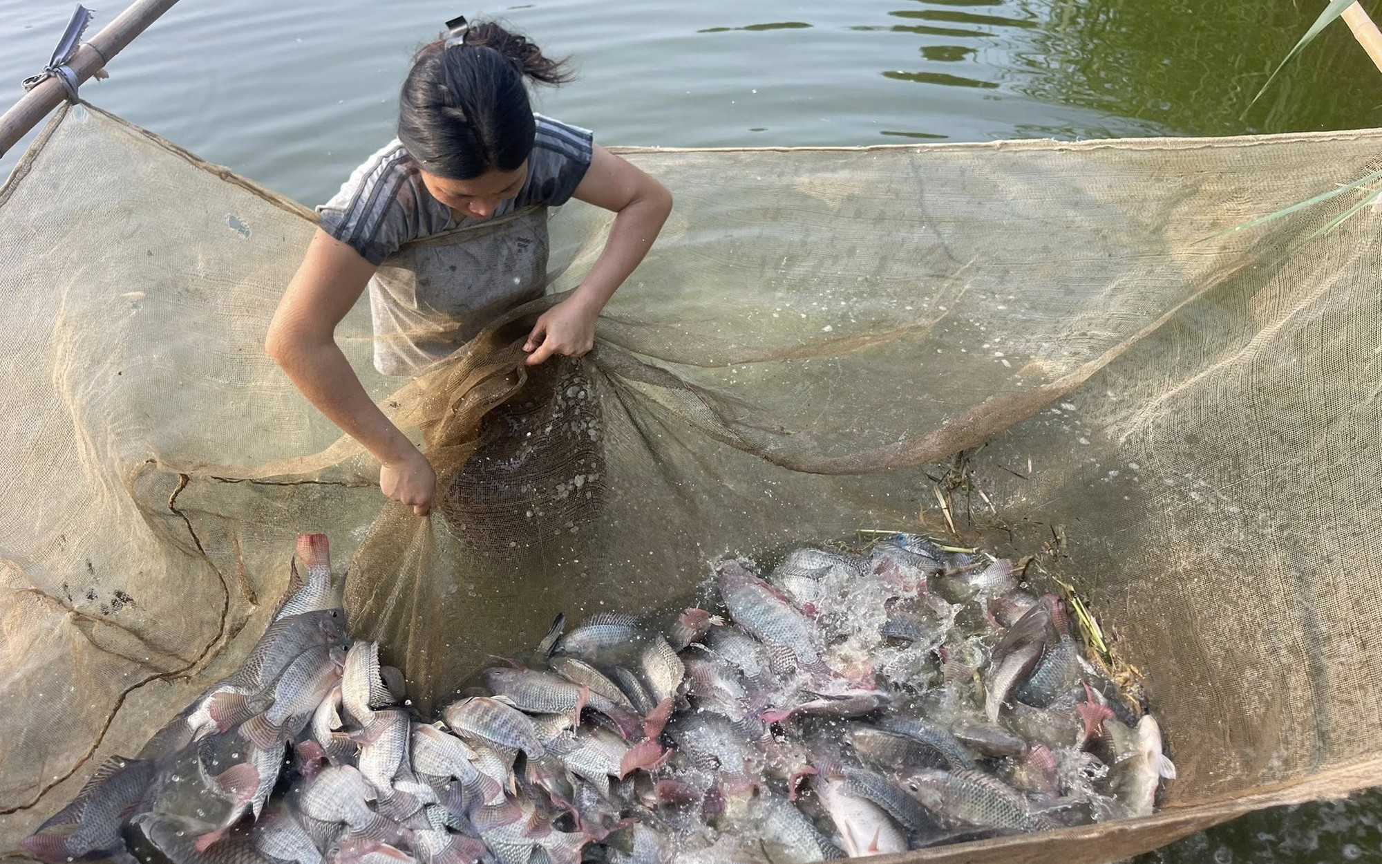 Cá rô phi Việt Nam trước cơ hội bứt phá trong chuỗi cung ứng toàn cầu