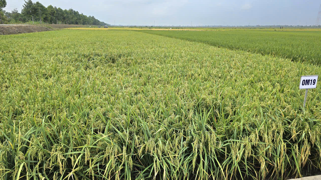 Ngày hội nông dân trồng lúa 2026: Thúc đẩy sản xuất lúa chất lượng cao, giảm phát thải ở ĐBSCL- Ảnh 3.