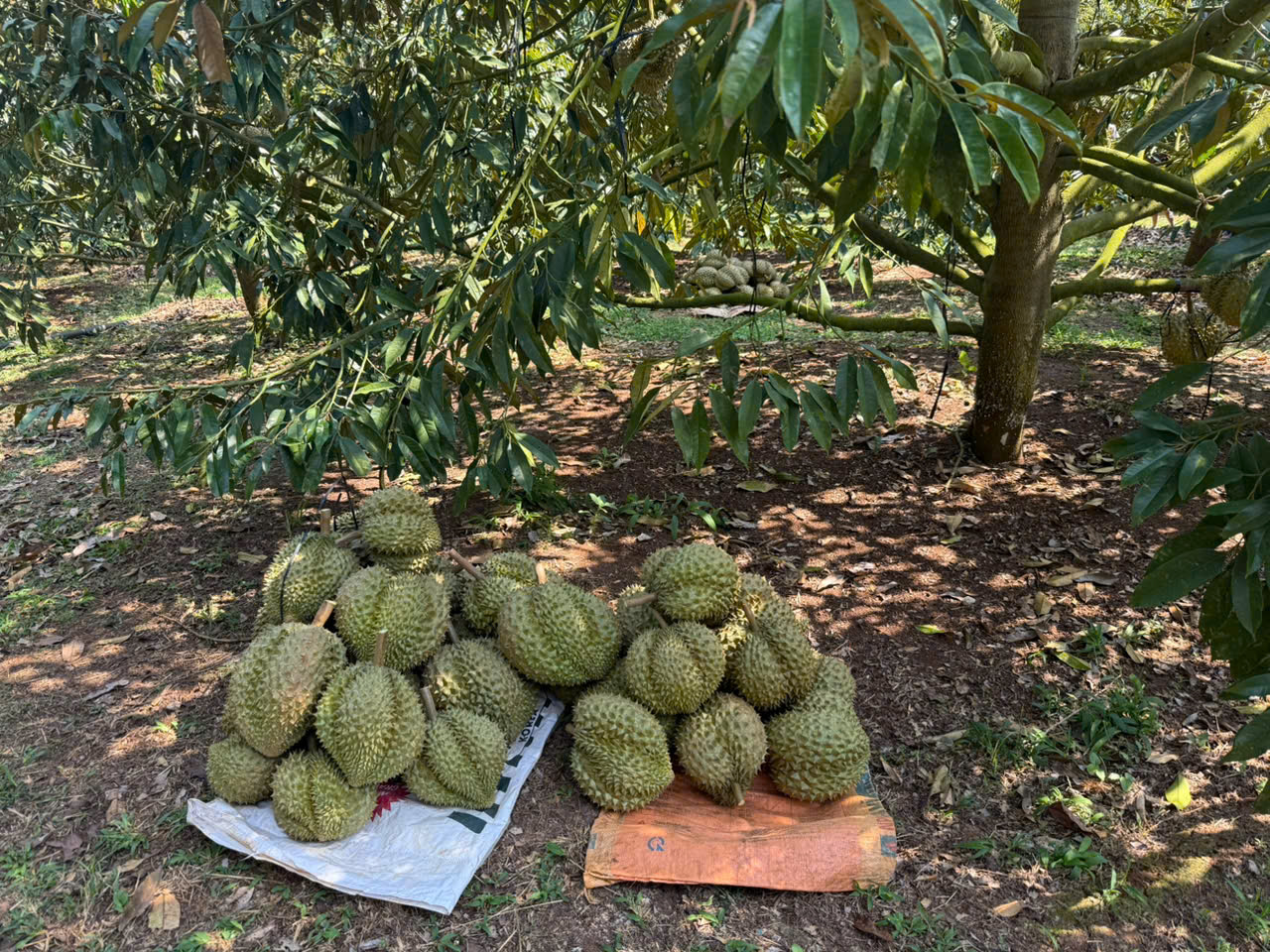 Xuất khẩu lô sầu riêng đầu tiên nhờ thông quan Luồng xanh- Ảnh 2.