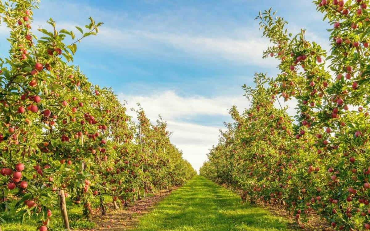 Chuyển mục đích sử dụng đất có phải đăng ký kế hoạch hằng năm?