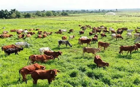 Ngăn chặn nguy cơ xâm nhập virus lở mồm long móng serotype SAT1 vào Việt Nam