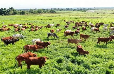 Ngăn chặn nguy cơ xâm nhập virus lở mồm long móng serotype SAT1 vào Việt Nam- Ảnh 1.