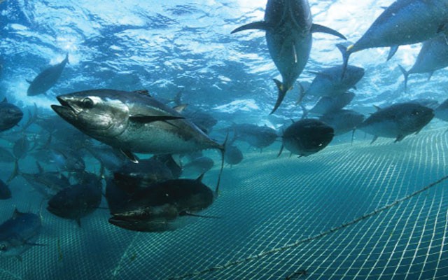 Định hình đối tượng nuôi chủ lực, mở hướng đi mới cho kinh tế biển