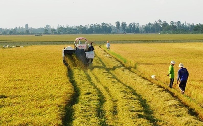 Quy định cần biết khi chuyển đất lúa sang trồng cây lâu năm