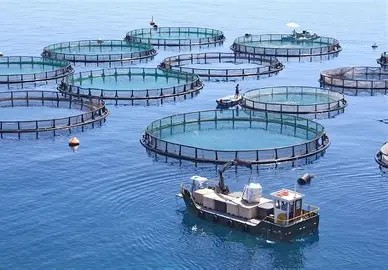 Khoa học, đổi mới sáng tạo là nền tảng để thủy sản vượt giới hạn cũ- Ảnh 1.