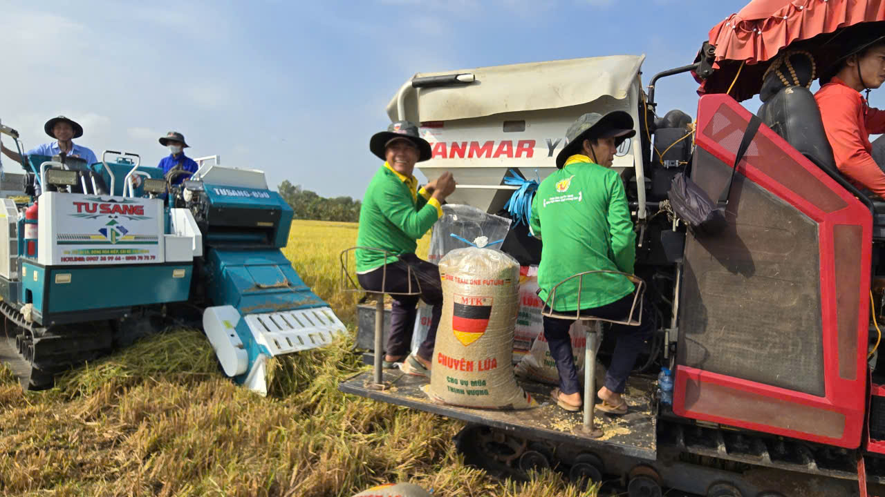 Tái tổ chức chuỗi sản xuất để lúa gạo 'được mùa, được cả giá'- Ảnh 1. Tái tổ chức chuỗi sản xuất để lúa gạo 'được mùa, được cả giá'- Ảnh 1.