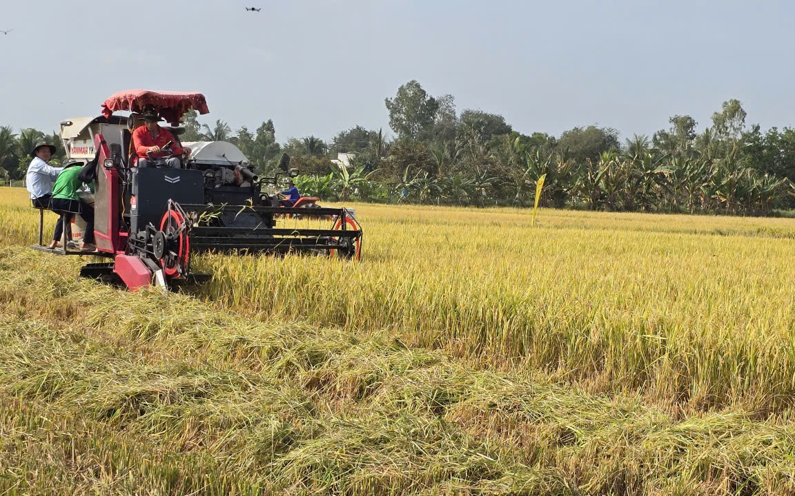 Tái tổ chức chuỗi sản xuất lúa, gạo: Nguyên liệu tập trung, nông nghiệp chính xác