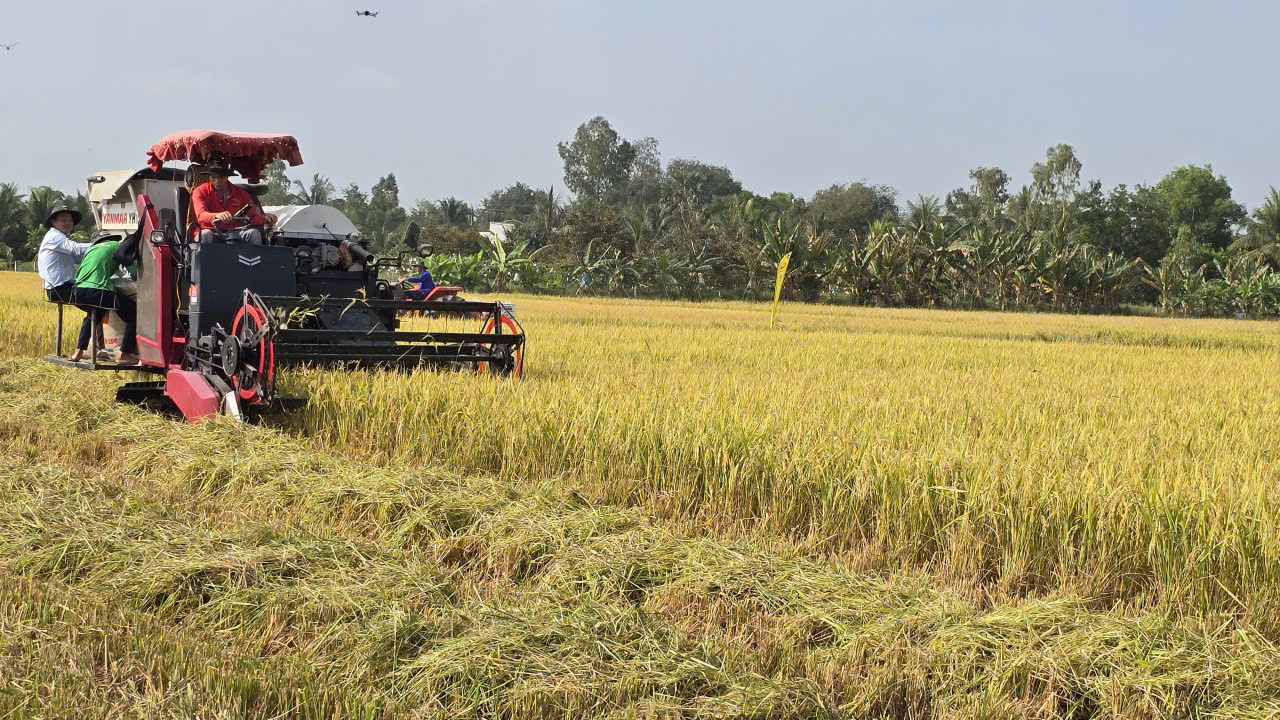 Tái tổ chức chuỗi sản xuất để lúa gạo 'được mùa, được cả giá'- Ảnh 2. Tái tổ chức chuỗi sản xuất để lúa gạo 'được mùa, được cả giá'- Ảnh 2.