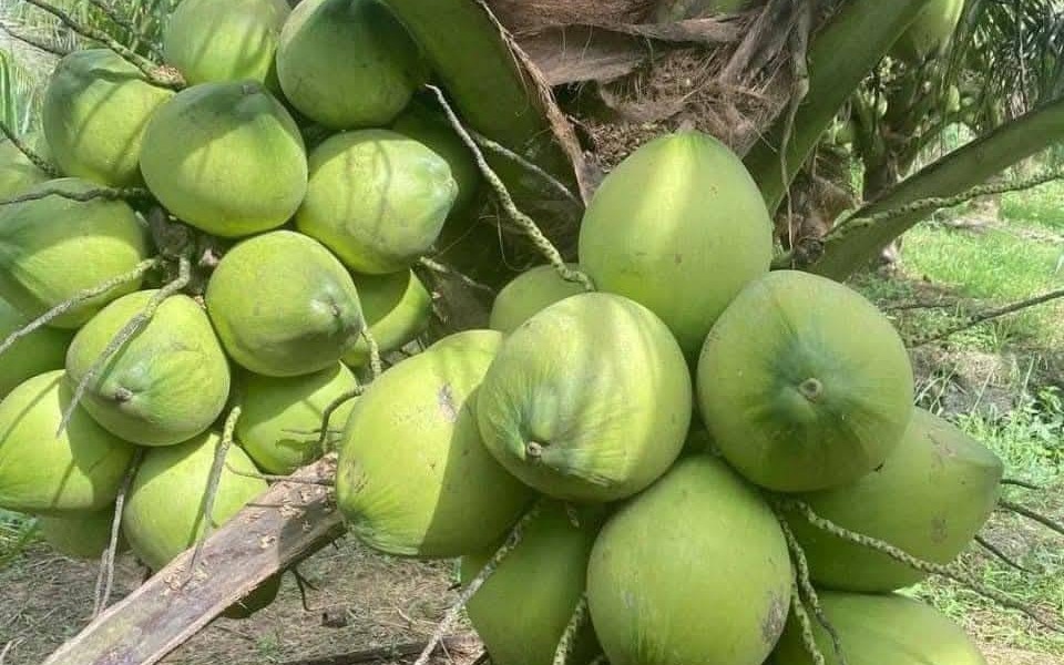 Bứt phá các sản phẩm trồng trọt: Nhìn từ câu chuyện ngành dừa