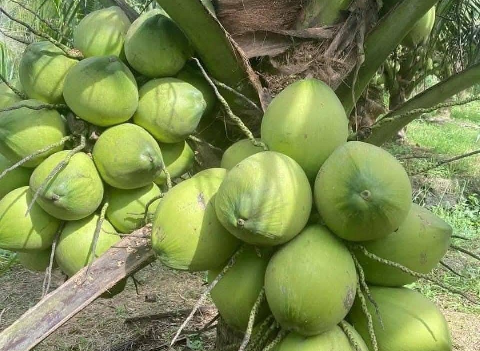 Bứt phá các sản phẩm trồng trọt: Nhìn từ câu chuyện ngành dừa- Ảnh 1.