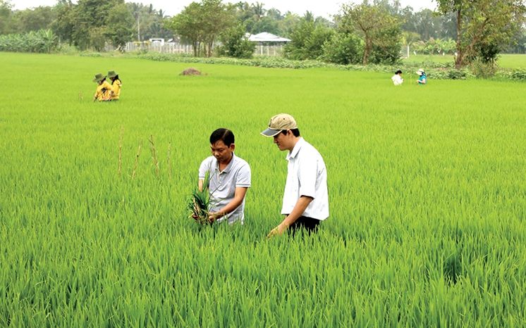 'Cánh đồng không dấu chân': Khi khuyến nông phải trở lại đúng vai trò