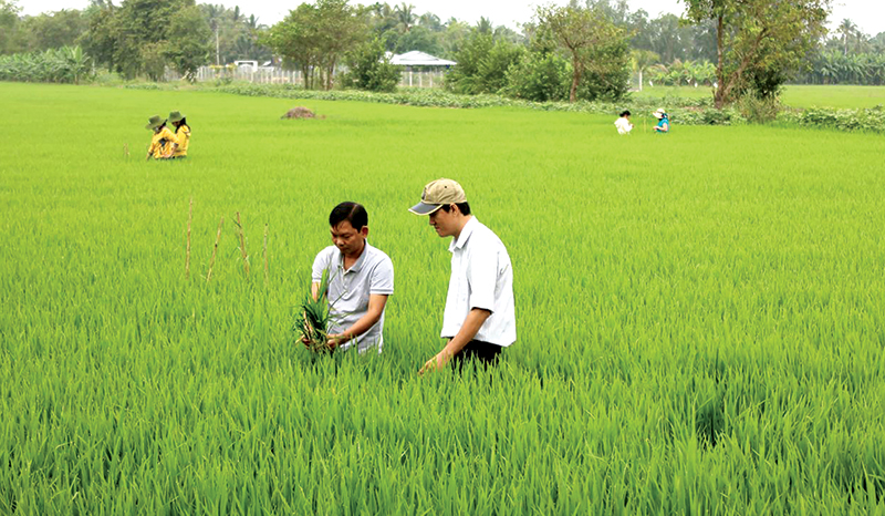 'Cánh đồng không dấu chân': Khi khuyến nông phải trở lại đúng vai trò- Ảnh 1.
