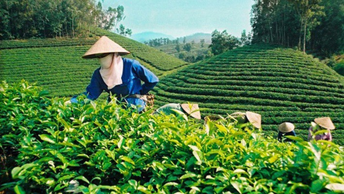 Đề xuất quy định mới về tổ hợp tác- Ảnh 1.